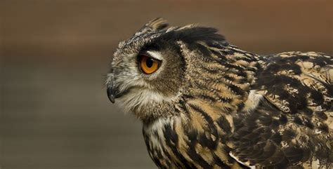 owl的中文(pass me the bowl的中文)缩略图