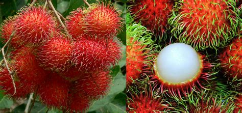 chom chom(chomchom)缩略图