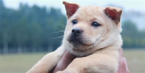 dog是什么文件(dog是什么文件格式)缩略图