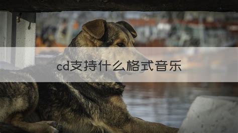 dsf格式音乐下载(dsf格式音乐下载百度网盘)缩略图